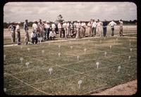 Field day attendees view turf fertility research plots at Texas A&M University in 1952