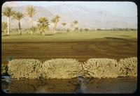 View of Thunderbird golf course fairway with waterlogged manure visible across a wide swath of turf, 1954