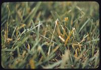 Close-up view of Merion Kentucky bluegrass blades with rust