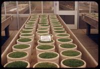 Greenhouse view of turf samples in ceramic pots on bench, nitrogen fertilizer testing of Uramite types from Monsanto and Dupont, Penn State, 1954