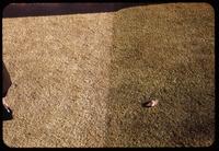 Visual test plot of dye vs. no dye on Zoysia matrella turf, Pine Valley, 1953